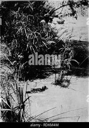 . Sketches of South African bird-life. Birds. 248 THE BIRDS OF EIVER AND VLEI. Fig. 129.—Black Duck.. Please note that these images are extracted from scanned page images that may have been digitally enhanced for readability - coloration and appearance of these illustrations may not perfectly resemble the original work.. Haagner, Alwin Karl, 1880-; Ivy, Robert Henry. Cape Town, T. M. Miller Stock Photo