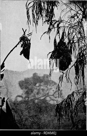 . Sketches of South African bird-life. Birds. SUNBIRDS 125. Fig. 65.—Malachite Sunbird at nest.. Please note that these images are extracted from scanned page images that may have been digitally enhanced for readability - coloration and appearance of these illustrations may not perfectly resemble the original work.. Haagner, Alwin Karl, 1880-; Ivy, Robert Henry. Cape Town, T. M. Miller Stock Photo