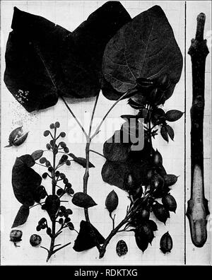 . Handbook of the trees of the northern states and Canada east of the Rocky Mountains, photo-descriptive . Trees. PAULOWNIA. PRINCESS-TREE. Pauloivnia tomentosa (Tliunb.) Bailey.. Fig. 489. Branchlet with mature leaves and fruit, and (to the right) empty capsules, i ; fruit in longitudinal section to show placenta and seeds, 2 ; do, in cross-section, 3 ; an open capsule liberating its many small seeds, 4; cluster of flower-buds for the next season's flowers, 5 ; branchlet in winter cut to show segmented pith, 6. 490. Trunk with empty capsules at base. 401. Wood structure magnified 15 diameters Stock Photo
