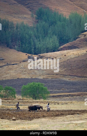 Farmers plow their field with oxen as much of the farm work is done without modern machinery in a rural area of Butha-Buthe district, Lesotho. Stock Photo