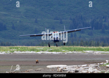 A plane comes in for a beach landing above a brown bear, Ursus arctos, at Hallo Bay, Katmai National Park and Preserve, Alaska, USA, where bear viewin Stock Photo