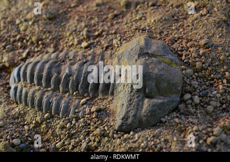 Ancient animal fossil Stock Photo Alamy