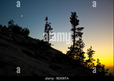 Pine trees, Pinus sp., are silhouetted by sunset over Yosemite National Park, California, USA as viewed from Sentinel Dome. Stock Photo