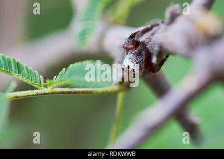 A jumping spider of the Salticidae faimly, hides among the thorns of an acacia tree in Marloth Park near Kruger, South Africa. Stock Photo