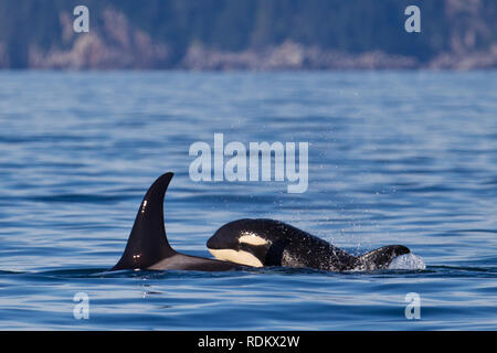 Two killer whales, or orcas, Orcinus orca, breach in Kenai Fjords National Park, the majority of which is most easily accessible by boat. Stock Photo