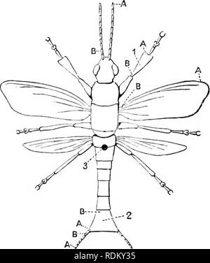 . The Cambridge natural history. Zoology. I 12 INSECTS leading into a chamber, the atrium, which is limited inwardly by the occluding apparatus; and beyond this there is a second chamber, the vestibule, separated from the tracheae proper by a valvular arrangement. He considers that the vestibule acts as a pump to force the air into the tracheae. Systematic Orientation. Terms relating to position are unfortunately used by writers on entomology in various, even in opposite senses. Great confusion exists as to the application of such words as base, apex, transverse, longitudinal. We can best expl Stock Photo