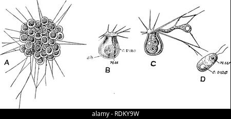 . The Cambridge natural history. Zoology. 6o PROTOZOA common network. This is due to the fact that one of the two daughter-cells at each fission, that does not retain the parent shell, remains in connexion with its sister that does: sometimes, how- ever, it retracts its pseudopodia, except two which become flagella, wherewith it can swim off. The test of Pamphagus is a mere pellicle. In Lieberhillinia (Fig. 12) it is hardly that; though the body does not give off the fine pseudopodia directly, but emits a thick process or &quot; stylopodium &quot; ^ comparable to the protoplasm protruded throu Stock Photo