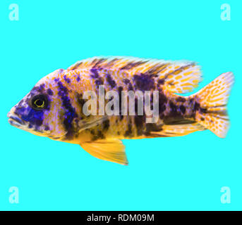 Spotted fish from the tropical seas. Isolated photo on black background. Website about nature , aquarium fish, life in the ocean . Stock Photo