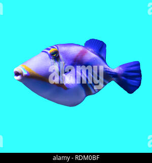 Tropical sea fish in  aquarium. Isolated photo on blue  background.Such fish like to draw children, artists and website designers. Stock Photo