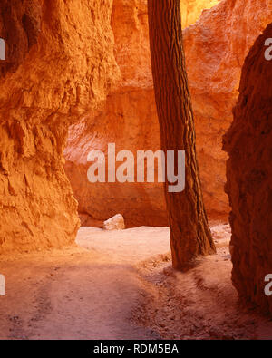 USA, Utah, Bryce Canyon National Park, Reflected sunlight creates glowing canyon walls with Douglas fir growing alongside; Navajo Loop Trail. Stock Photo