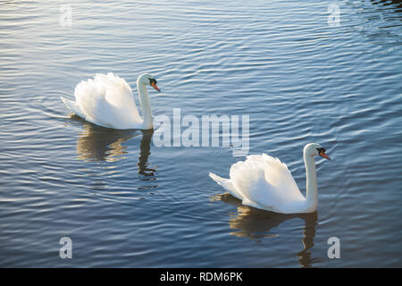 Two white swans swimming together. Stock Photo