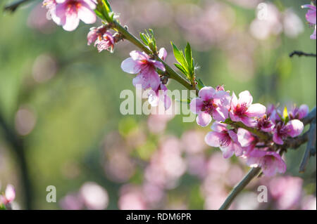 Peach tree in full blossom. Tree in bloom in spring. Peach flowers on a tree branch Stock Photo