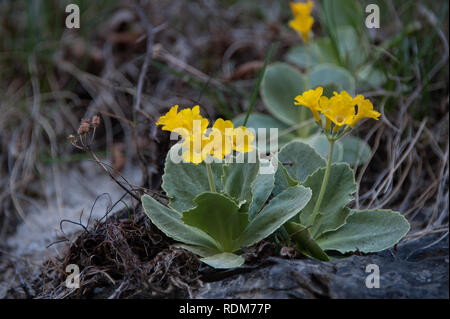 Auricula, mountain cowslip or bear's ear in blooming Stock Photo