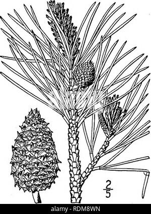 . An illustrated flora of the northern United States, Canada and the British possessions, from Newfoundland to the parallel of the southern boundary of Virginia, and from the Atlantic Ocean westward to the 102d meridian. Botany; Botany. Loblolly Pine. Old-field Pine. Fig. 139. Pinus Taeda L. Sp. PI. 1000. 1753. A large forest tree, reaching, under favorable con- ditions, a height of 1500 and a trunk diameter of 5°, the branches spreading, the bark thick and. rugged, flaky in age. Leaves in 3's (rarely some of them in 2's), slender, not stiff, light green, ascending or at length spreading, 6'-i Stock Photo