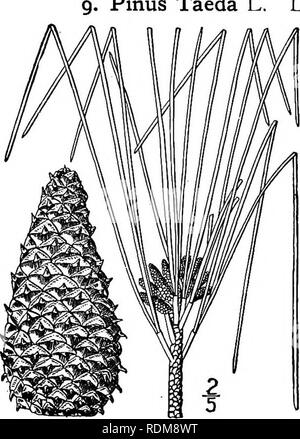 . An illustrated flora of the northern United States, Canada and the British possessions, from Newfoundland to the parallel of the southern boundary of Virginia, and from the Atlantic Ocean westward to the 102d meridian. Botany; Botany. Pinus Taeda L.. Loblolly Pine. Old-field Pine. Fig. 139. Pinus Taeda L. Sp. PI. 1000. 1753. A large forest tree, reaching, under favorable con- ditions, a height of 1500 and a trunk diameter of 5°, the branches spreading, the bark thick and. rugged, flaky in age. Leaves in 3's (rarely some of them in 2's), slender, not stiff, light green, ascending or at length Stock Photo