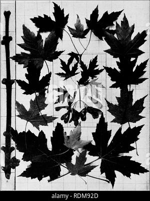 . Handbook of the trees of the northern states and Canada east of the Rocky Mountains, photo-descriptive . Trees. SILVER MAPLE. SILVER-LEAF MAPLE. WHITE MAPLE. Acer saccltariutnii L.'. Fig. 388. Branchlet with mature fruit while the leaves are not yet fully grown, i ; these are surrounded with mature leaves gathered later. Leafless branchlet in winter, 2. Note the clustered flower-buds. 389. Trunk of large tree in Black River valley, N. Y. 390. Wood structure magnified 15 diameters.. Please note that these images are extracted from scanned page images that may have been digitally enhanced for  Stock Photo