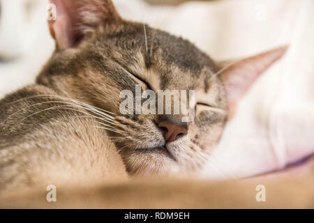 the sleeping face of a cute Abyssinian cat, selective focus. Stock Photo
