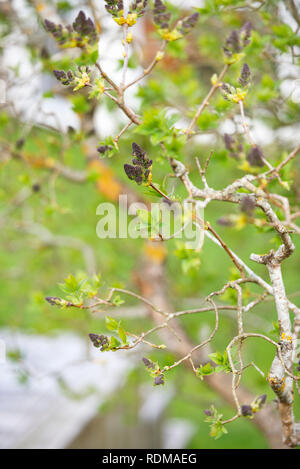 Green leaves and buds on twigs Stock Photo