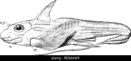 . The Cambridge natural history. Zoology. XVII ELASMOBRANCHII ...