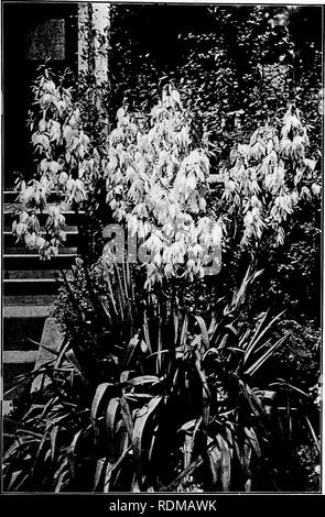 . Our garden flowers; a popular study of their native lands, their life histories, and their structural affiliations. Flowers. YUCCA. Yucca. Y4cca filamentdsa. Please note that these images are extracted from scanned page images that may have been digitally enhanced for readability - coloration and appearance of these illustrations may not perfectly resemble the original work.. Keeler, Harriet L. (Harriet Louise), 1846-1921. New York, C. Scribner's Sons Stock Photo