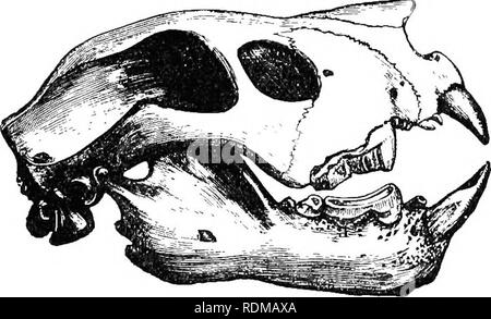. The Cambridge natural history. Zoology. Fig. 73.—Diprotodon austmlis. (After Owen.) edge, and seems to have furnished a strong support to the creature; this is also seen in the metacarpal of the fore-limb. Probably, therefore, Diprotodon was quadrupedal in its mode of progression, with the em- phasis laid upon the httle finger and the little toe instead of, as in ourselves, the first toe The hind-foot of the Diprotodo7V could not be more unlike that of a Kangaroo than it actually is. Another giant among these Marsupials was the genus Thylacoleo, whose name was given to it by Sir Eichard Owen Stock Photo