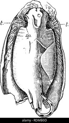 . The Cambridge natural history. Zoology. ELASMOBRANCHII 435 vessels of the yolk-sac.^ Each embryo has its own placenta, and in 3fitstclus antarcticus the uterine portion of the oviduct is divided by septa into several chambers, each containing a single embryo.^ It is worthy of note that in the viviparous species a distinct but very thin, delicate egg-case is formed, occasionally even with the. rudiments of tendrils, which may either be retained or thrown off in the uterus. The Greenland Shark (Laemargus iorealis) is unique amongst Elasmobranchs. Its eggs are small and unprotected by egg-cases Stock Photo