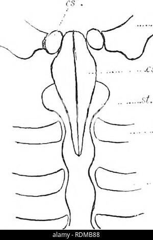 The Cambridge natural history. Zoology. SHOULDER-GIRDLE 25 and the median  symphysial luir of cartilage is lost; this is the case in Hrviisiw. The  scapula is always large and curved into tra.nsverse