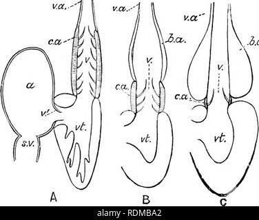 . The Cambridge natural history. Zoology. HOLOSTEI 503 ossified ...