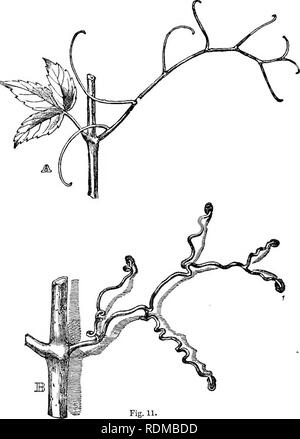 . The movements and habits of climbing plants. Climbing plants; Plants. 148 TENDRIL-BEA.RERS. Chap. IV. week or two shrinks into the finest thread, withers and. Fig. 11. Ampelopsis hederacea. A. Tendril fully developed, with a young leaf on the opposite Bide of the stem. B. Older tendril, several weeks after its attachment to a wall, with the branches thickened and spirally contracted, and with tbe extremities developed into discs. The unattached branches of this tendril have withered and dropped off. drops off. An attached tendril, on the other hand, contracts spirally, and thus becomes highl Stock Photo