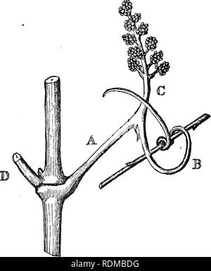 . The movements and habits of climbing plants. Climbing plants; Plants. Chap. IV. VITACEiE. 139 Various authors (Palm, p. 55; Mohl, p. 45; Lindley, &amp;c.) believe that the tendrils of the vine are modified flower-peduncles. I here give a drawing (fig. 10) of the ordinary state of a young flower-stalk: it consists. A. Common Pedancle. B, Flower-tendril, with a scale at its base. Fig. 10. Flower-stalk of the Vine. C. Sub-Peduncle, bearing the flower-buds, D. Petiole of the opposite leaf. of the &quot; common peduncle&quot; (A); of the &quot; flower- tendril &quot; (B), which is represented as  Stock Photo