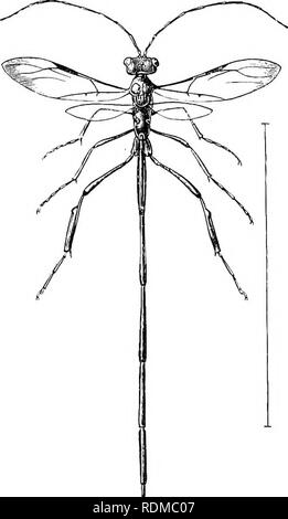 . The Cambridge natural history. Zoology. PARASITICA 563 the expense of cockroaches (Blattidae), and to deposit their eggs in the egg-capsules of those Insects. The species of Gastcruption live, in the larval state, on the larvae of other Hymenoptera, more especially of such as form nests in wood. Very little is known as to the hahits of the species of Aulacus, hut it is believed that they are parasitic on members of the Hymenopterous families, Siricidae and Oryssidae. Only the most meagre details as to the life history of any of the Evaniidae have been recorded. The species of Evanm are met w Stock Photo