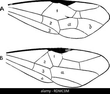 . The Cambridge natural history. Zoology. Fig. 366. — Bracon palpebrator, female. Europe. (After Ratze- burg.). Fig. 367.—Diagram of wing of Iclineu- monid (A) and of Braconid (E). 1, 2, 3, 4, series of cells extending across the wing ; a, h, divided cell of the Ichneumonid wing, corresponding with a, the undivided cell of the Braconid The Braconidae are the Ichneumones, or Ichneumonides, adsciti of the older Hymenopterists. They are extremely similar to the Ichnenmonidae, but the hind body has a much less degree of mobility of its segments, and there are some constant distinc- tions in the wi Stock Photo