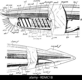 . The Cambridge natural history. Zoology. ii6 CRUSTACEA SVNCARIDA ...