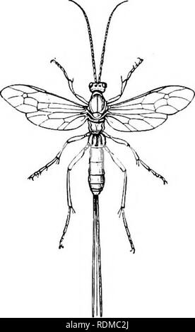 . The Cambridge natural history. Zoology. xxm PARASITICA 5SI Notwithstanding the small size of Chalcididae, their remains have been detected in the tertiary strata of both Europe and North America. Fam. IV. Ichneumonidae (Ichneumon-flies). Wings ivith a ivell-developed series of nervures and cells; the space on the front iving separating the second posterior cell from the cuiital cells is divided into two cells hy a transverse veinlet. The abdomen is attached to the lotoer or posterior part of the median segment. Larvae parasitic in habits. The Ichneumonidae form a family of enormous extent, c Stock Photo