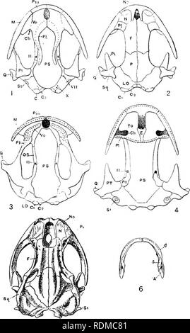 . The Cambridge natural history. Zoology. SKULL 317 characterised by ...