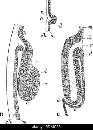 . The Cambridge natural history. Zoology. 324 FISHES the corresponding ...