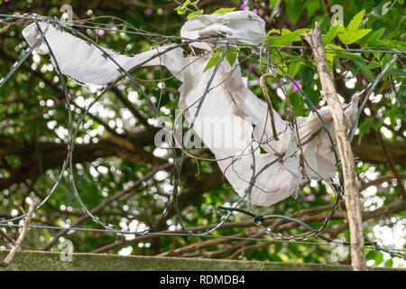 A close up view of a white piece of fabric that has got caught in barbed wire on top of a concrete fence Stock Photo