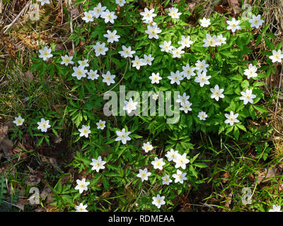 wood anemone, Anemone nemorosa Stock Photo