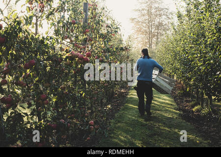 Rear view of man walking in apple orchard, carrying wooden crates. Apple harvest in autumn. Stock Photo