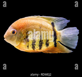 Striped fish from the Amazon and Orinoco. Heros efasciatus. Isolated photo on black  background. Website about nature and aquarium fish. Stock Photo