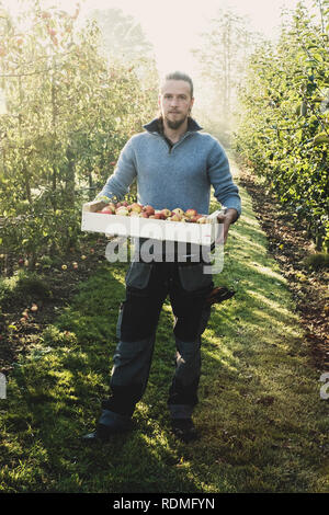Man standing in apple orchard, holding crate with apples. Apple harvest in autumn. Stock Photo