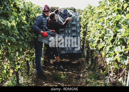 Two men standing in a vineyard, harvesting bunches of black grapes, stacking grey plastic crates. Stock Photo