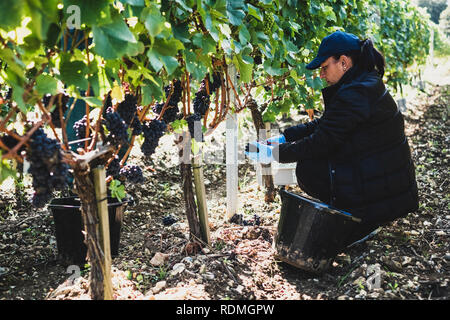 Woman kneeling in a vineyard, harvesting bunches of black grapes. Stock Photo