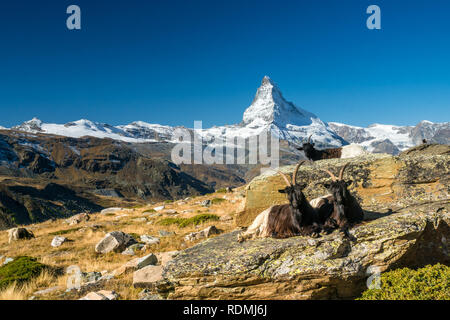 goats in front of Matterhorn, Zermatt Stock Photo