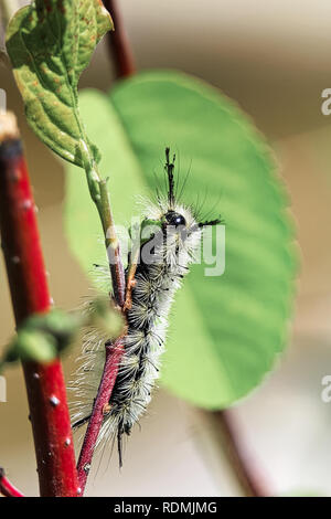 Closeup of a tussock moth caterpillar eating a leaf. Stock Photo