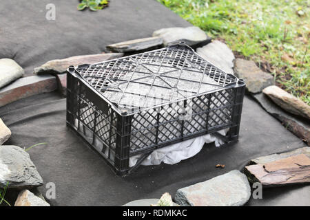 The young peony is covered for the winter with white agrofibre under the vegetable box. Shelter plants in the garden for the winter Stock Photo