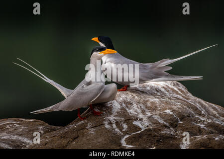 This image of River Tern bird is taken at Mysore in India. Stock Photo