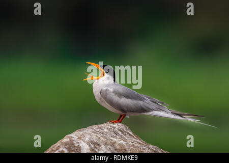 This image of River Tern bird is taken at Mysore in India. Stock Photo