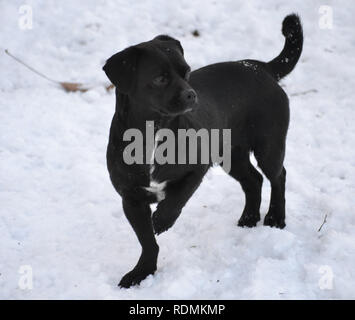 Black dog in the snow Stock Photo