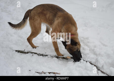 Belgian shepherd dog malinois in the snow. Stock Photo